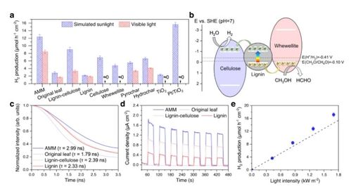 将枯叶转化为活性多功能材料 蒸发器、光催化剂和生物塑料的创新应用